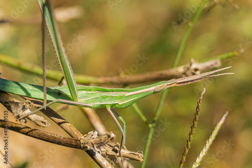 Green cone-headed grasshopper on branch. (Acrida ungarica)