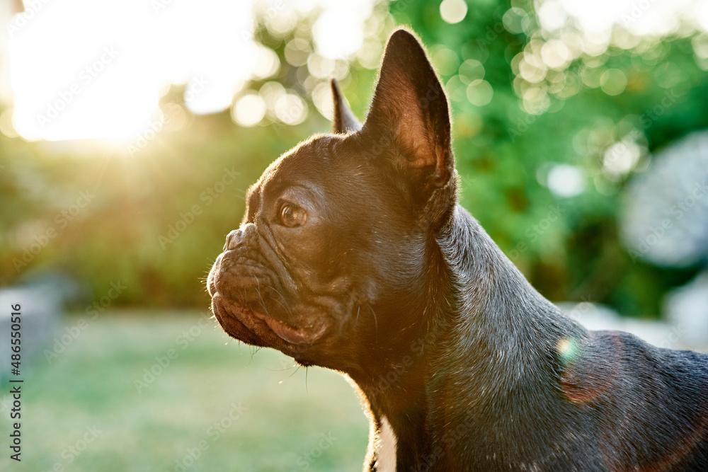 Close-up portrait of a dog, french bulldog in the garden at sunset