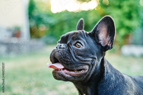 Close-up portrait of a dog, french bulldog in the garden