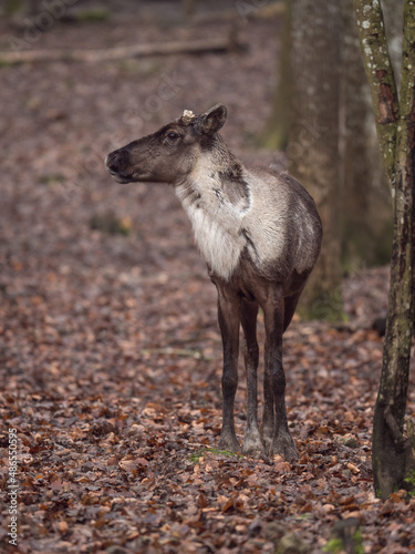 Portrait de renne forestier