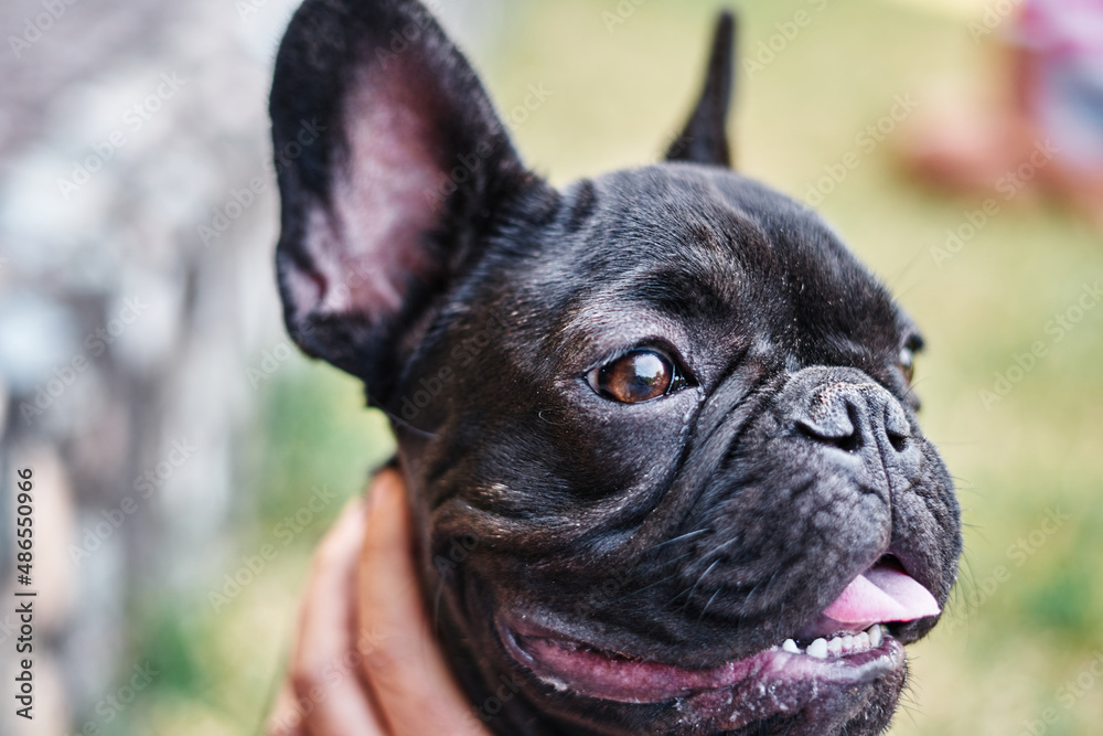 Close-up portrait of a dog, french bulldog