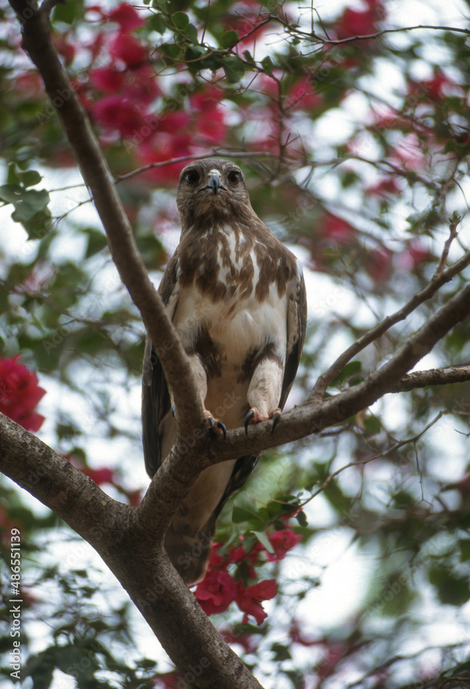 Buse de Madagascar,.Buteo brachypterus, Madagascar Buzzard, Madagascar Buse de Madagascar,.Buteo brachypterus, Madagascar Buzzard, Madagascar