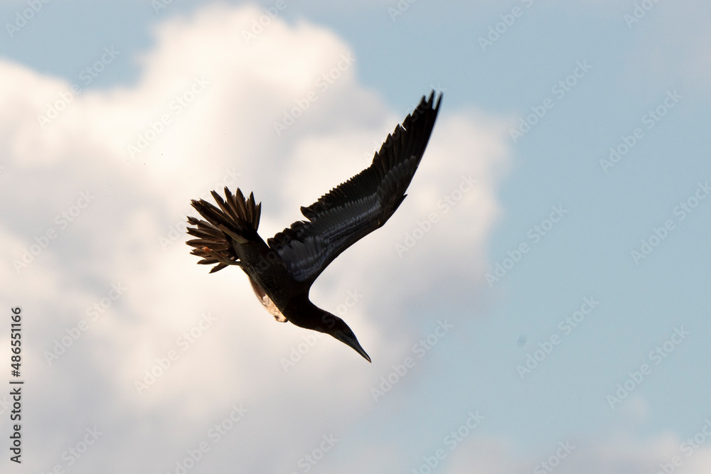 Obraz premium Fou brun,.Sula leucogaster, Brown Booby, Ile de Saint Martin, Petites Antilles