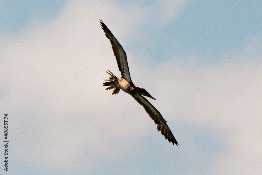Obraz premium Fou brun,.Sula leucogaster, Brown Booby, Ile de Saint Martin, Petites Antilles