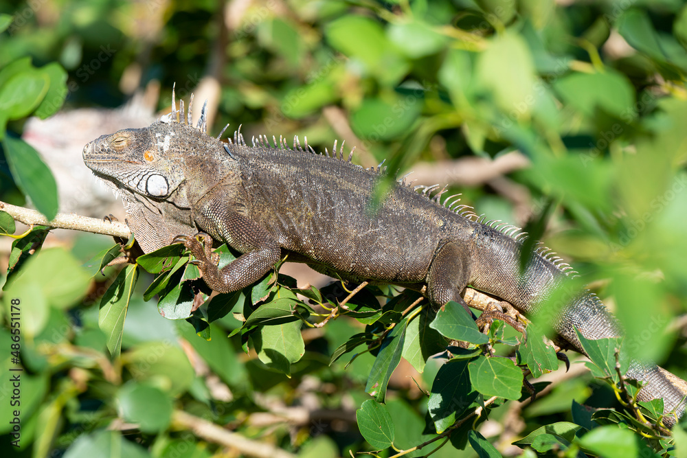 Iguane vert , Iguane commun, Iguana iguana Iguane vert , Iguane commun, Iguana iguana
