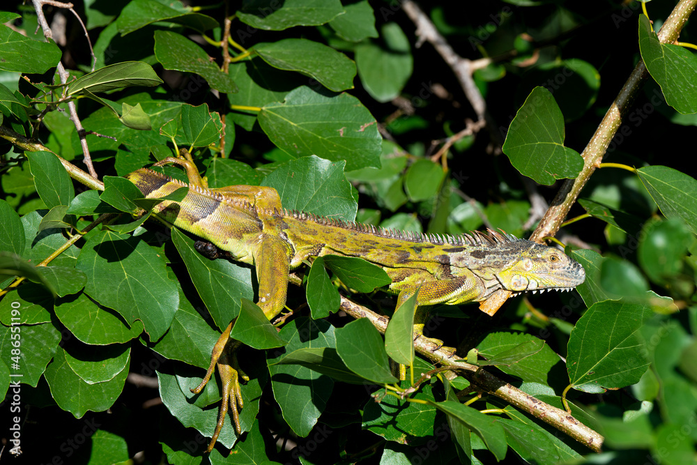 Iguane vert , Iguane commun, Iguana iguana Iguane vert , Iguane commun, Iguana iguana