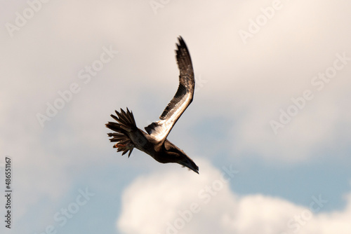 Fou brun .Sula leucogaster  Brown Booby  Ile de Saint Martin  Petites Antilles