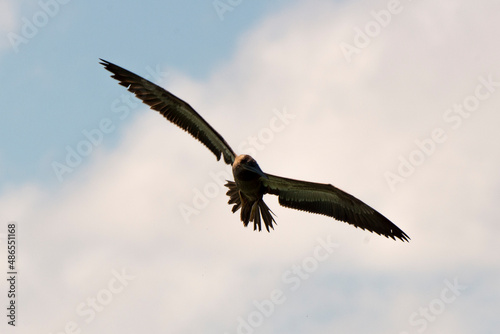 Fou brun .Sula leucogaster  Brown Booby  Ile de Saint Martin  Petites Antilles