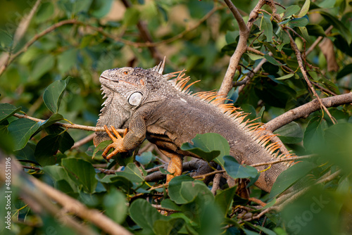 Iguane vert   Iguane commun  Iguana iguana