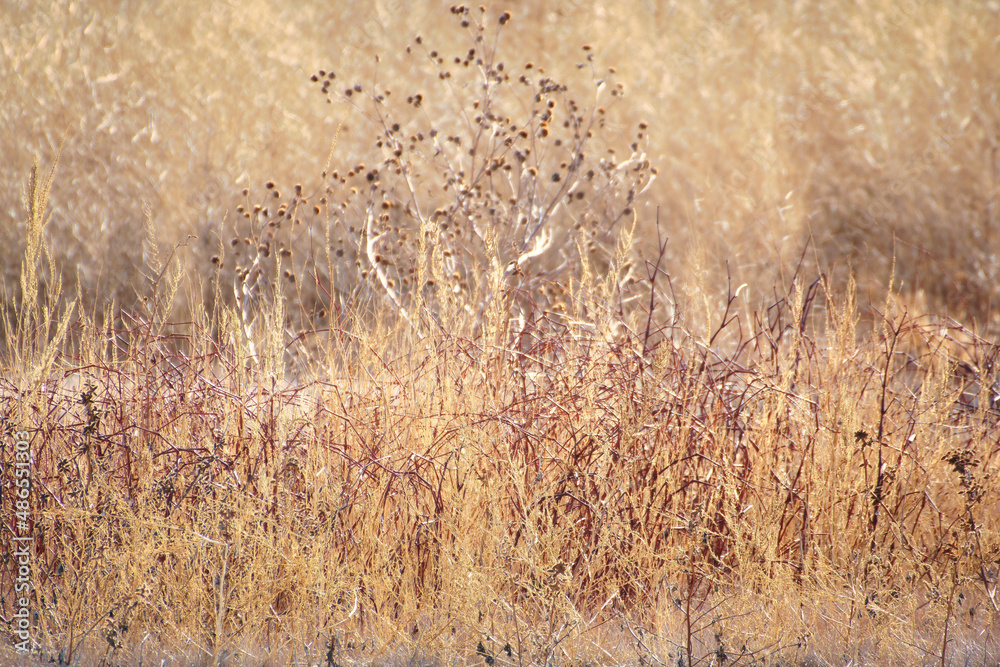 Wetland grass and reeds makes for a beautiful background Wetland grass and reeds makes for a beautiful background