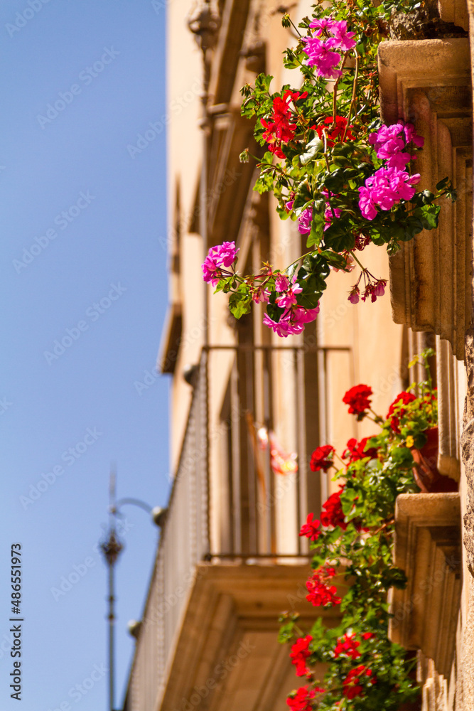 flowers in the window in the city
