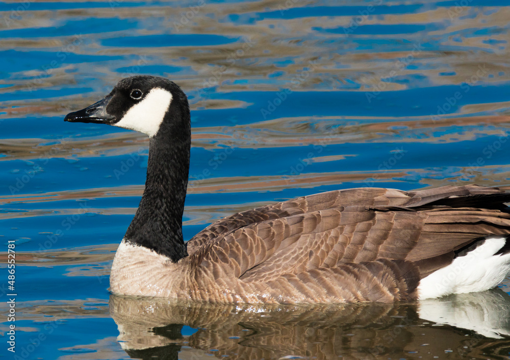 canadian goose swimming