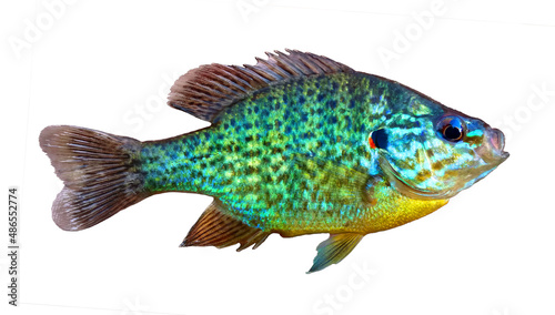 Sunfish Pumpkinseed Bream Lepomis gibbosus - colorful freshwater fish