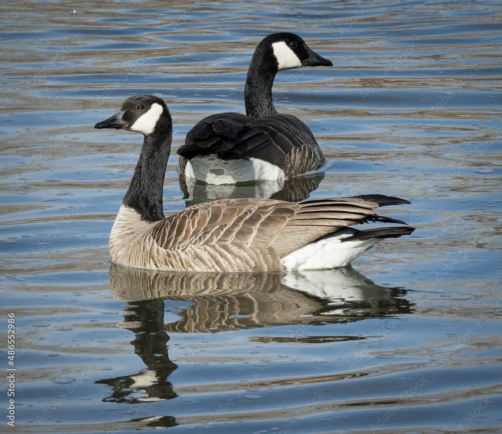 canadian geese on the water