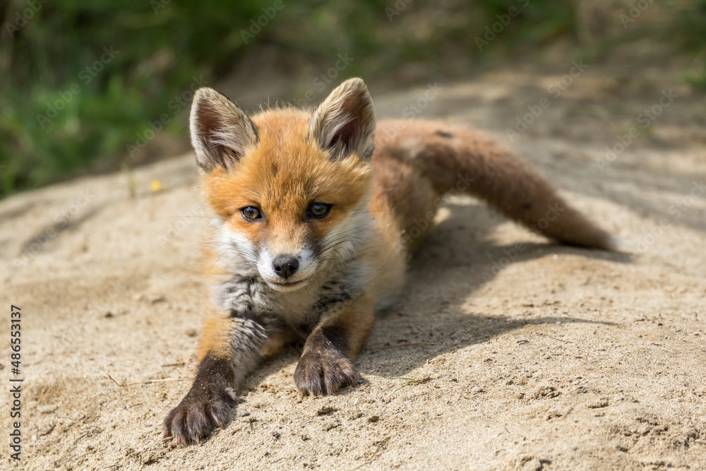 Portrait de jeune renard roux couché au soleil