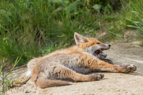 Jeune renard roux en train de bâiller