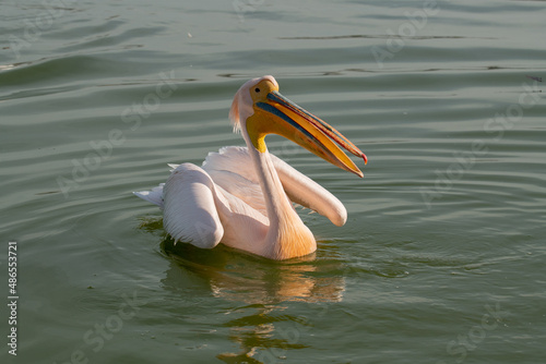 pelican on the water