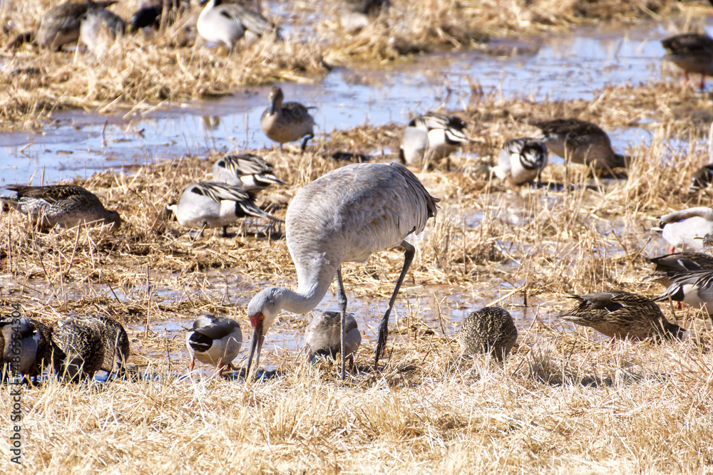 Sandhill crane along with an assortment of ducks foraging next to a wetland pond in the Bosque del Apache National Wildlife Refuge, new mexico Sandhill crane along with an assortment of ducks foraging next to a wetland pond in the Bosque del Apache National Wildlife Refuge, new mexico