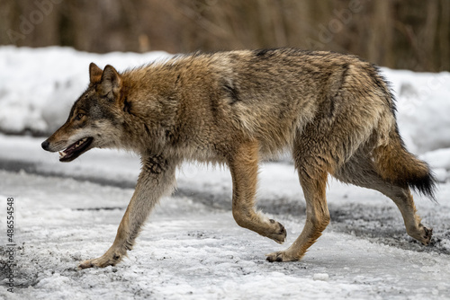 Fototapeta Naklejka Na Ścianę i Meble -  A Grey Wolf (Canis lupus) on a forest road. Bieszczady Mountains, Carpathians, Poland.