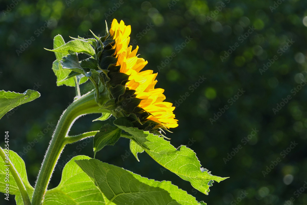 Naklejka premium Eine mit Sonnenlicht durchflutete Sonnenblume in seitlicher Ansicht