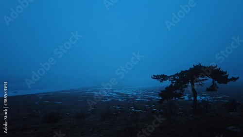 silhouette tree in fog at sunset in winter