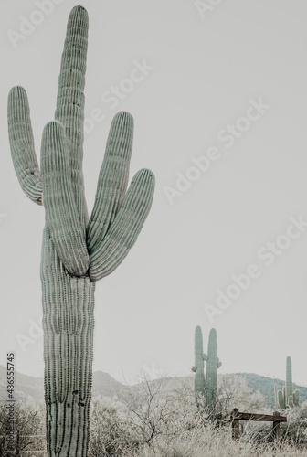 Saguaro cactus in the desert photo