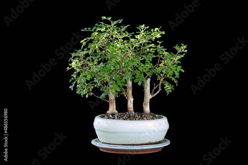 Zanthoxylum piperitum bonsai forest photo