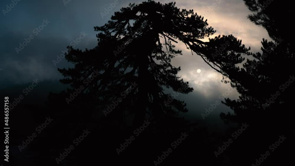 The sun peeking through the fast-flowing clouds among the pine trees The sun peeking through the fast-flowing clouds among the pine trees