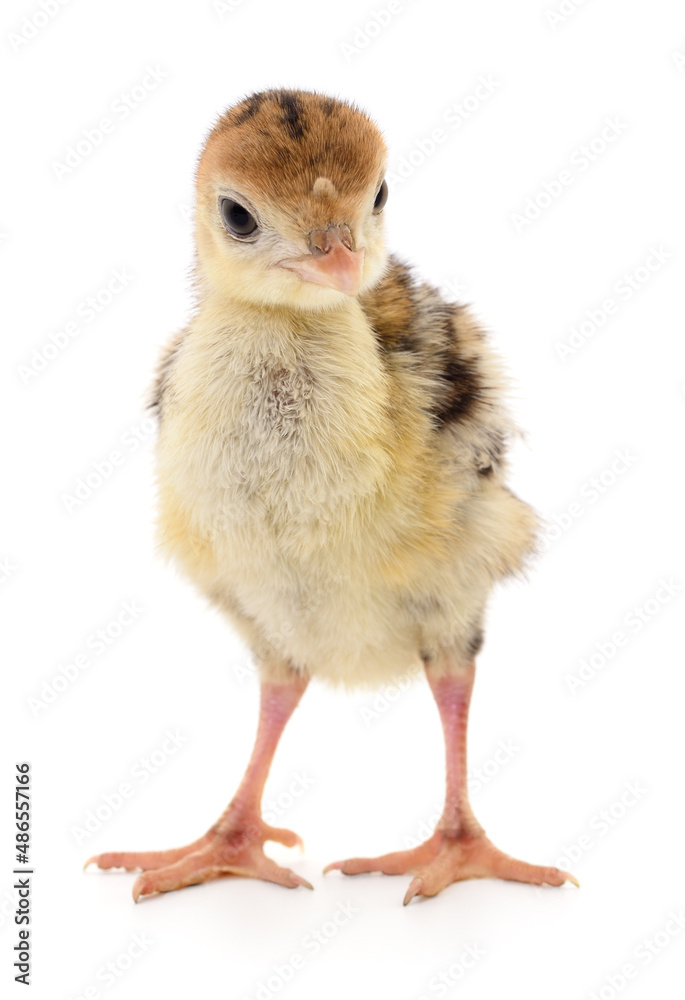 Obraz premium Chicken turkey isolated.