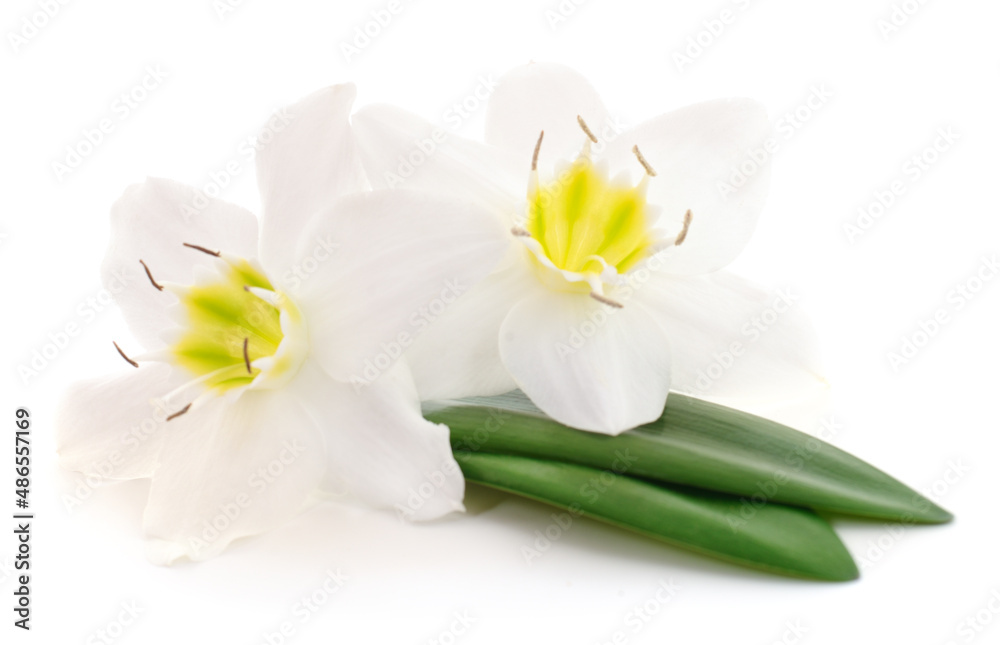 Obraz premium Two white flowers.