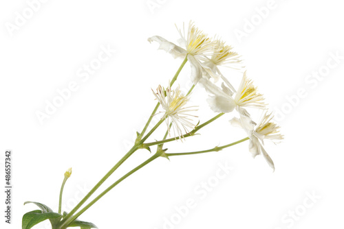 White with yellow stamens flowers of clematis isolated on a white background.