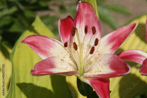 Garden flowers 