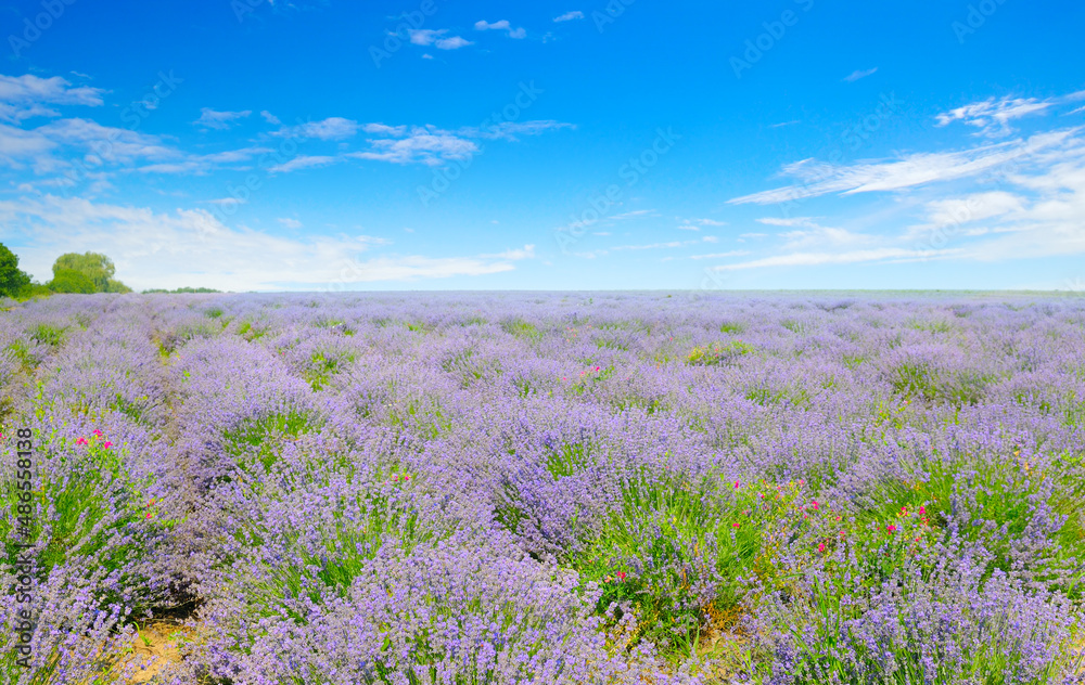 Lavender field and sky. Summer landscape.