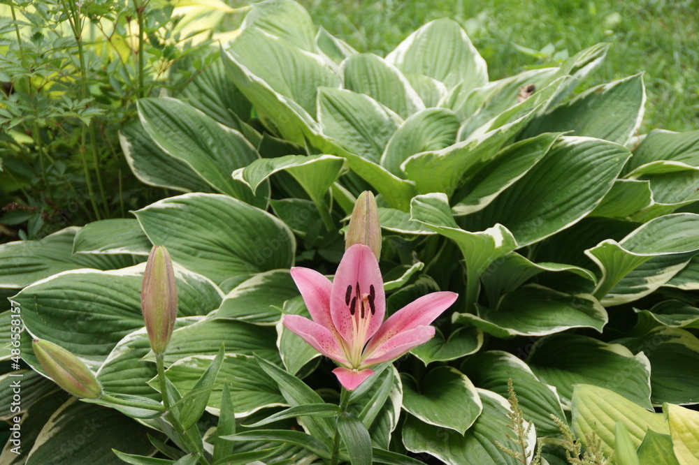 Garden flowers Garden flowers