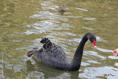 Fototapeta Naklejka Na Ścianę i Meble -  cisne negro