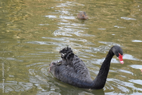 Fototapeta Naklejka Na Ścianę i Meble -  cisne negro