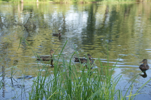 Wild ducks on the lake 