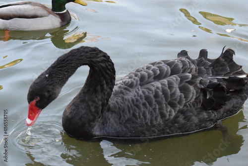 Fototapeta Naklejka Na Ścianę i Meble -  cisne negro