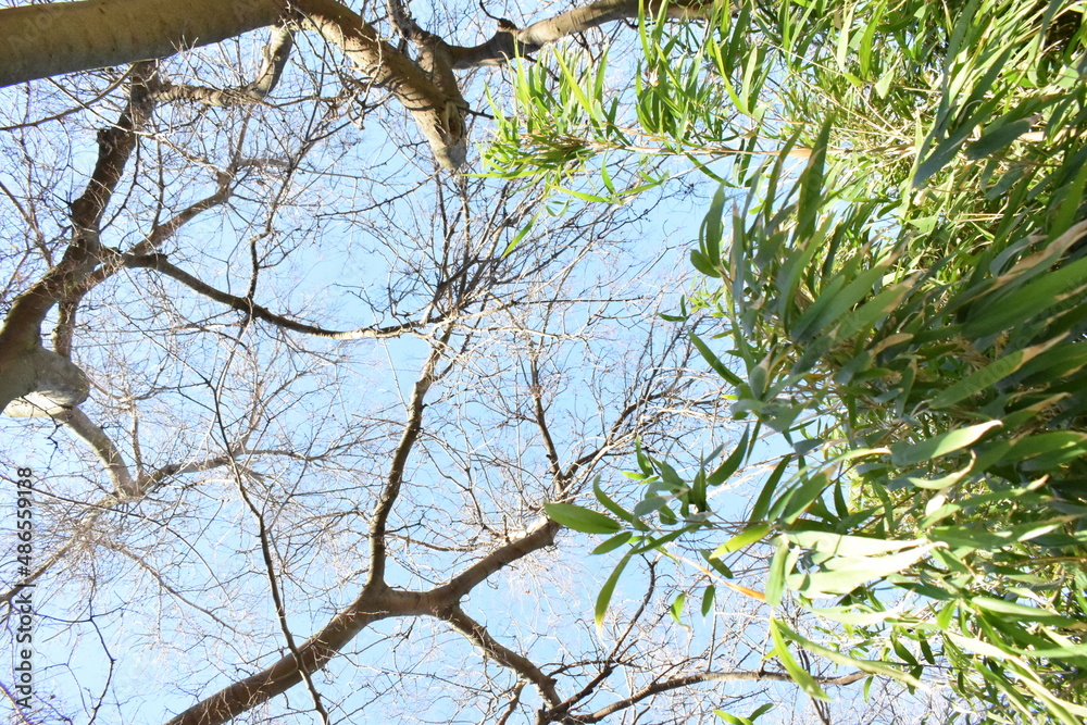 Fototapeta premium arbol