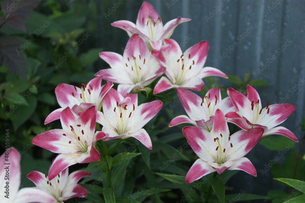 Fototapeta premium Garden flowers 