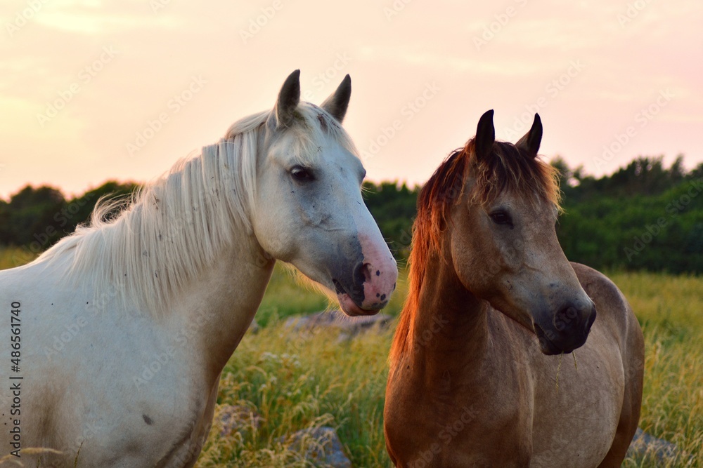 Obraz premium two horses in the field