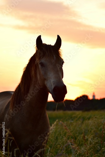 horse in sunset © Agnes