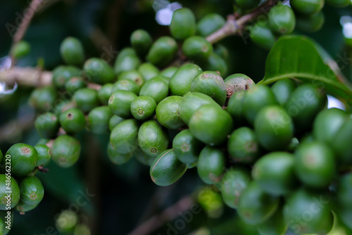 Close-up view of raw green coffee beans on tree branches in a coffee plantation in West Java, Indonesia.