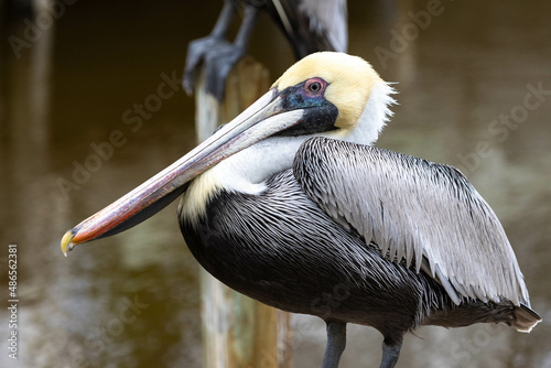 Pelican With Large Beak In Profile