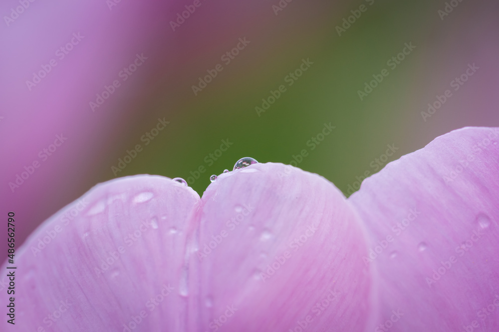 Closeup of pink tulip petals covered with raindrops. Focus on raindrop in the center