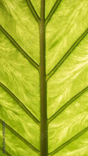 texture of a green leaf as a background