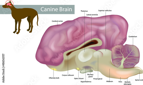 Anatomy of the canine brain.Dog Anatomy Veterinary Illustration photo