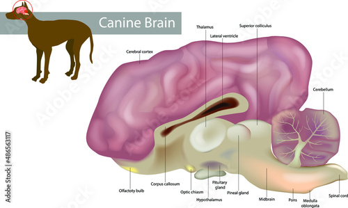 Anatomy of the canine brain.Dog Anatomy Veterinary Illustration