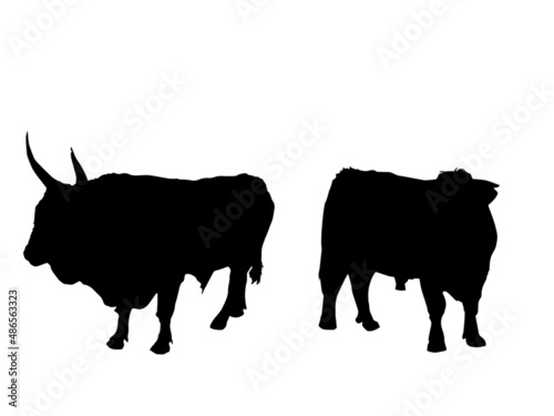 set sagome toro maremmano toro charolet mammiferi mucca fattoria animali corna mucca vacche allevamento bovino photo
