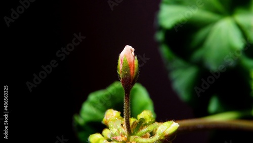 A blooming flower of pink color a drop of water in the dark black background selective focus abstraction				